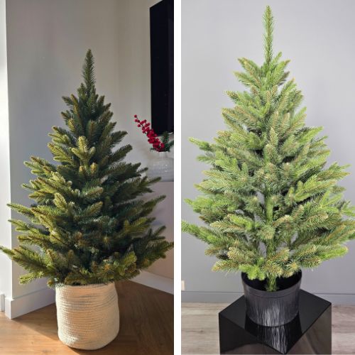 Świerk alpejski w doniczce