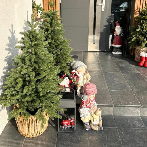 Świerk Norweski przed wejściem do domu