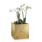 Čtvercový květináč golden Dafne 31x31 cm